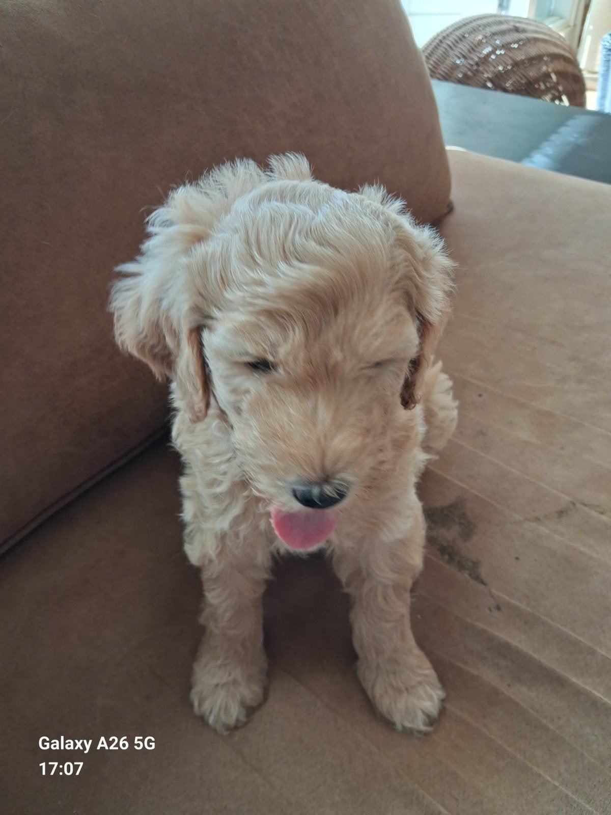 Prachtig caramel kleurig labradoodle reutje type labrador., Dieren en Toebehoren, Honden | Niet-rashonden, Parvo, 8 tot 15 weken