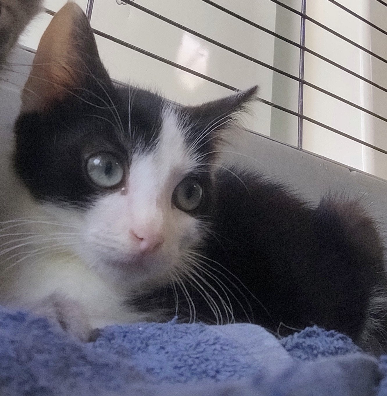 Lieve boerderij kittens te koop, Meerdere dieren