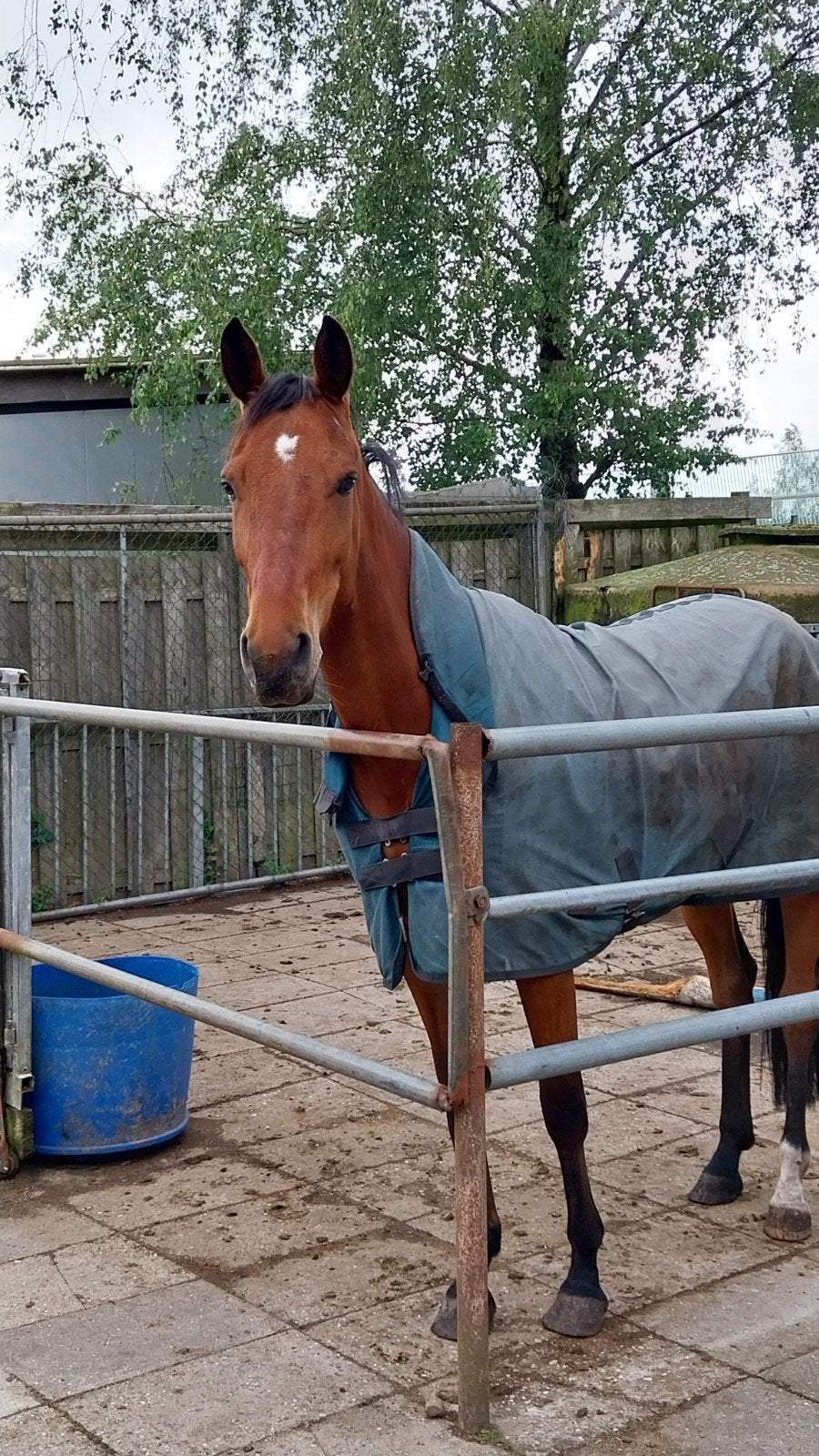 5 jarige merrie, Dieren en Toebehoren, Paarden, Merrie, 160 tot 165 cm, Recreatiepaard, 3 tot 6 jaar