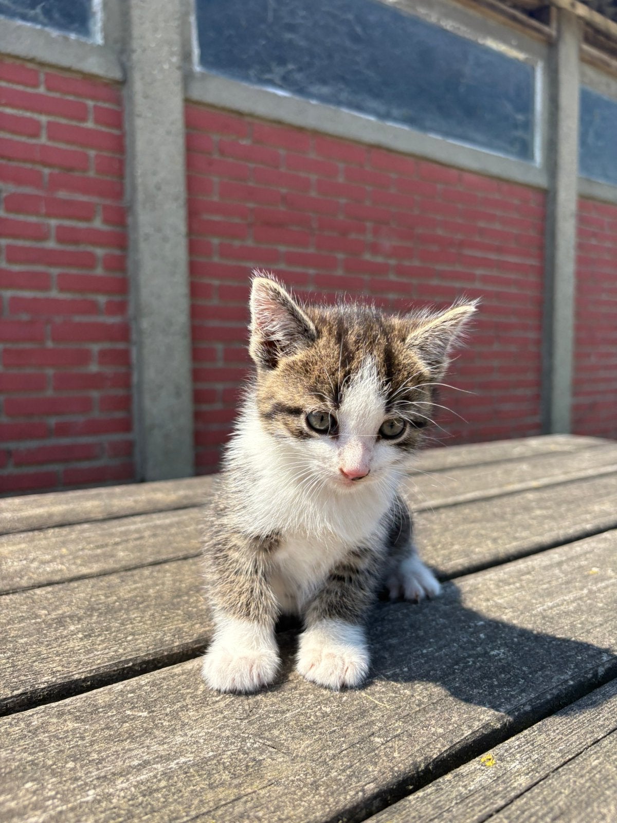 3 poesjes en 1 kater, Meerdere dieren, Ontwormd, 0 tot 2 jaar