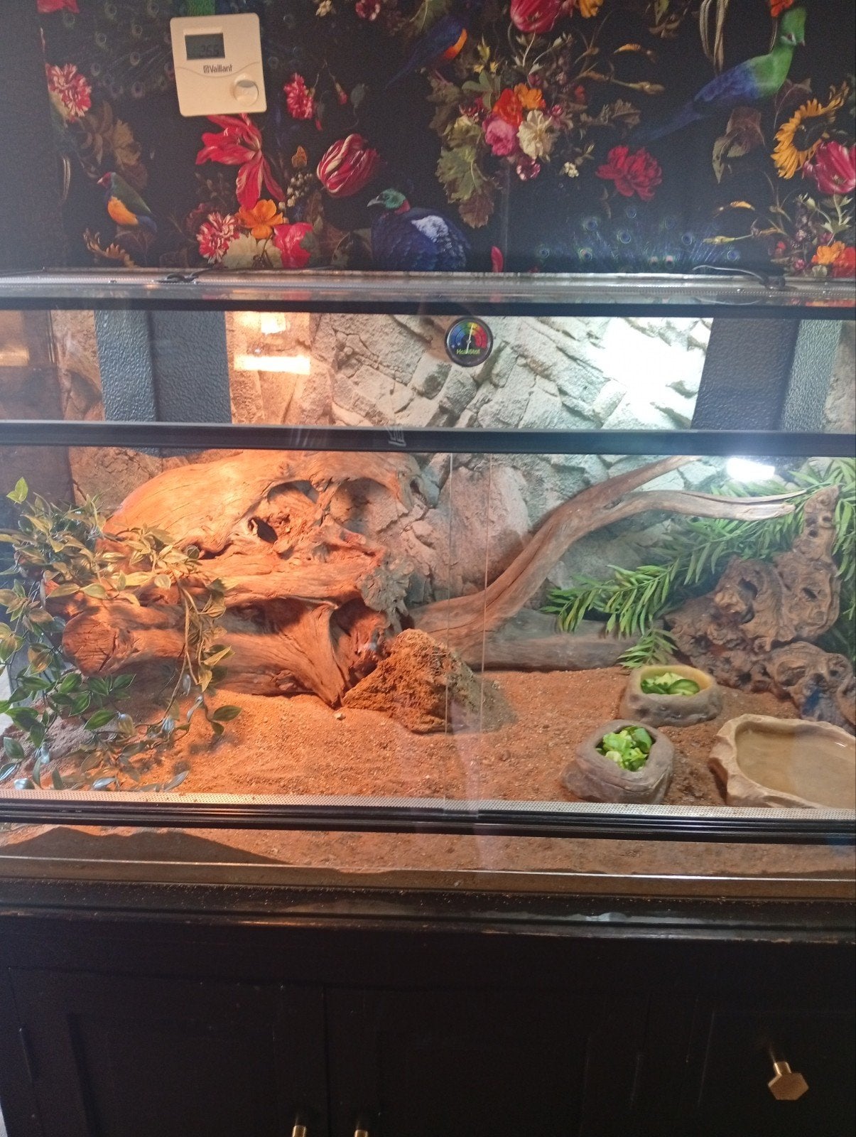 Baardagaam+ terrarium Bearded Dragon - unknown for sale from Frits van den berg