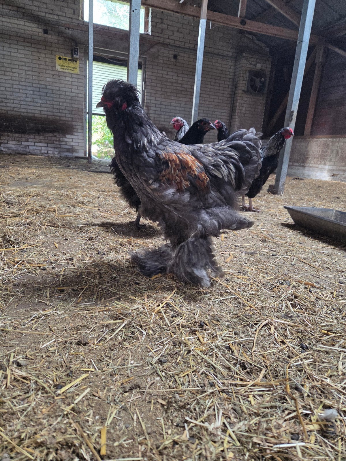 4 orpington hanen groot, Dieren en Toebehoren, Pluimvee, Mannelijk, Kip
