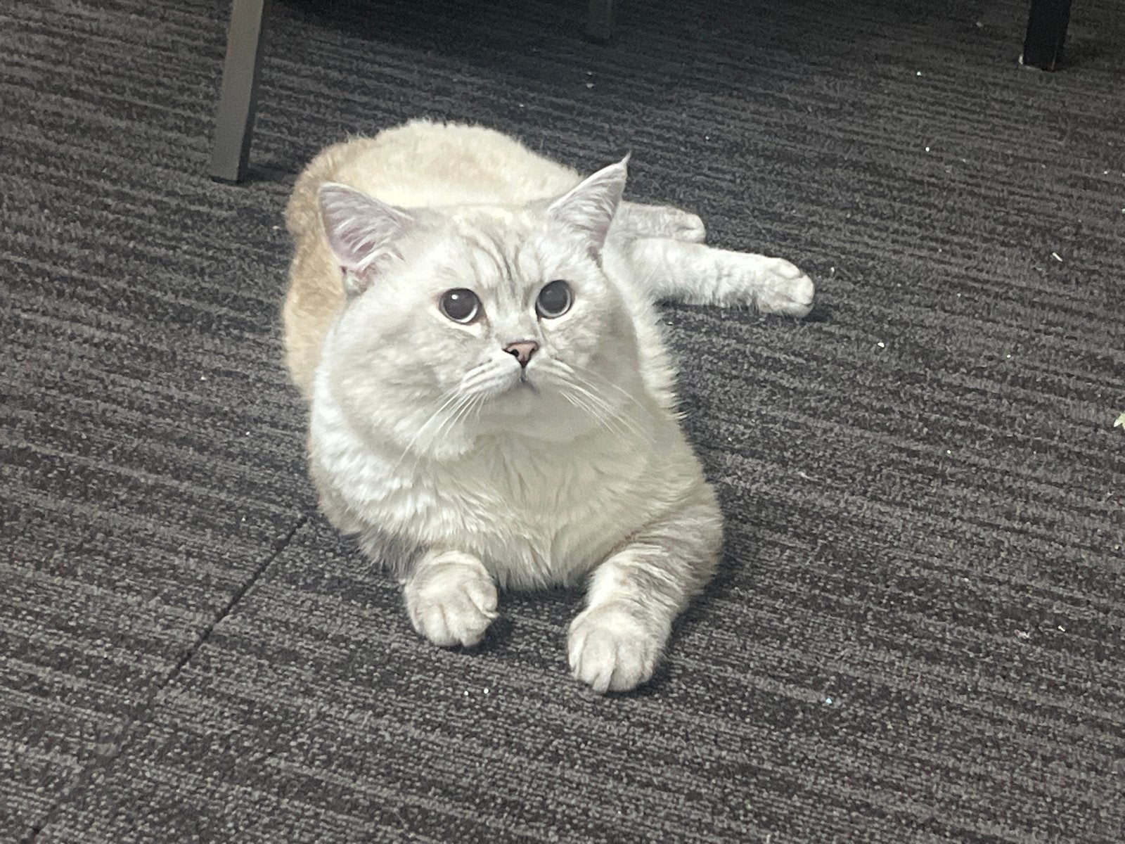 Kater zoekt een poesje voor dekking, Dieren en Toebehoren