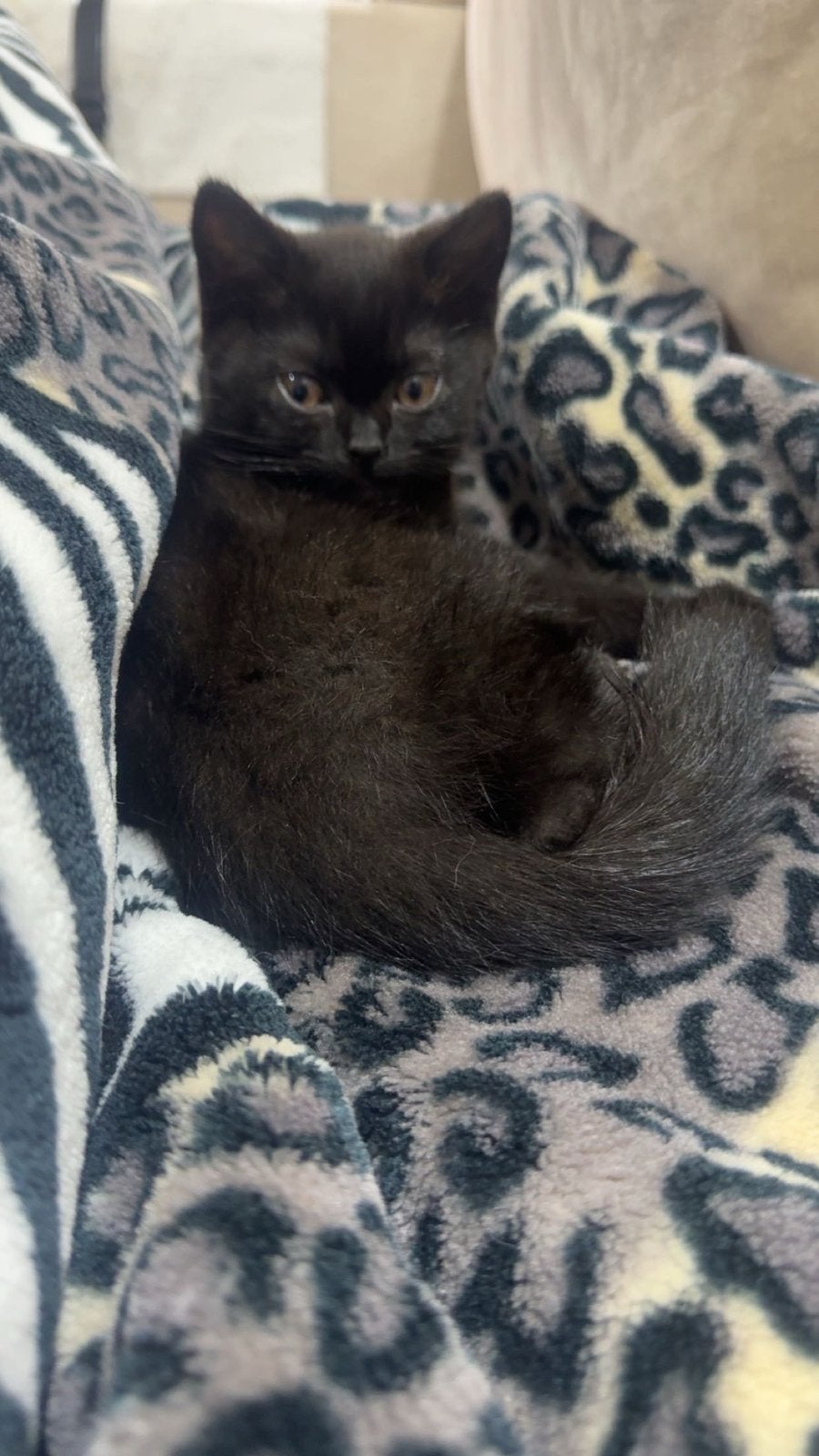 Lieve Britse Korthaar kittens zoeken een liefdevol thuis, Dieren en Toebehoren, Meerdere dieren, Ontwormd