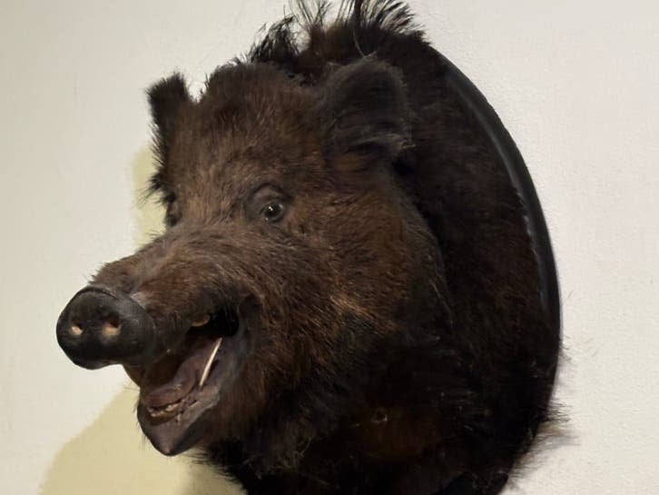 Opgezette everzwijn kop - taxidermie, Ophalen, Gebruikt