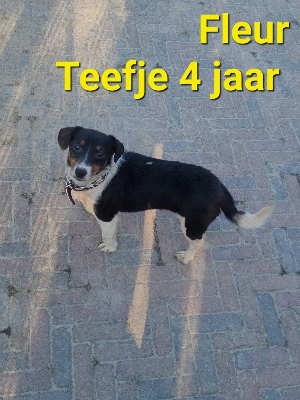 Jack russell Teefje Driekleur, Dieren en Toebehoren, Honden | Jack Russells en Terriërs, Jack Russell Terriër, Teef, Eén hond