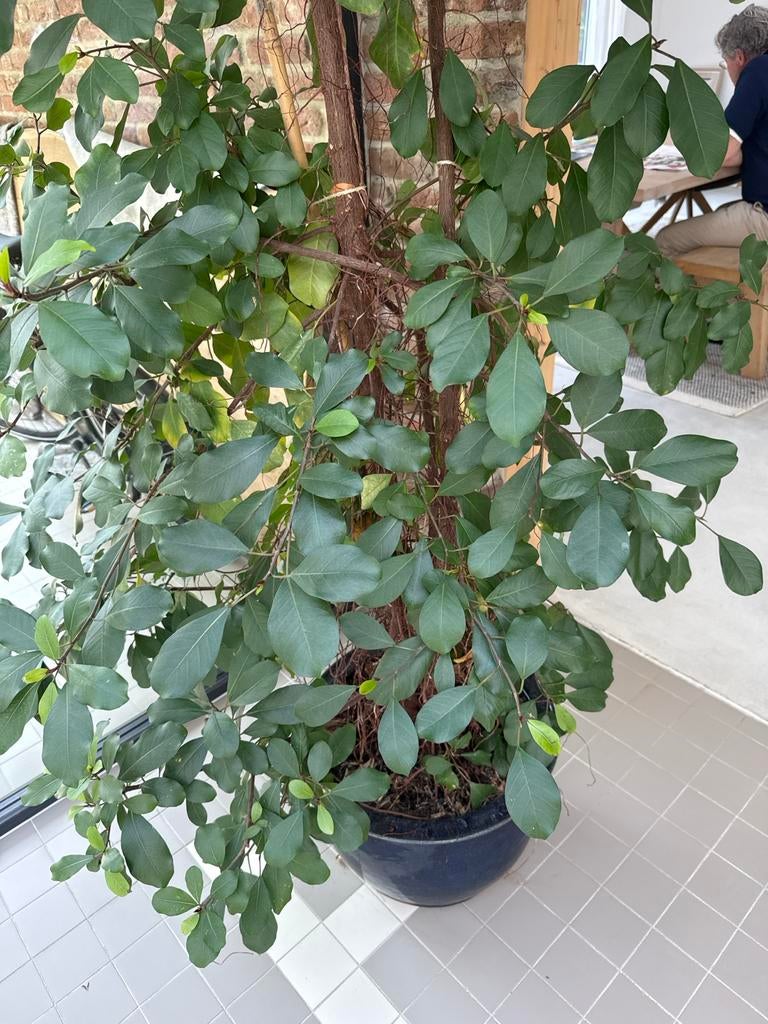 Grote Ficus 225 cm met Blauwe Aardewerk Pot, Ophalen, Zomer, Volle zon, Palmboom