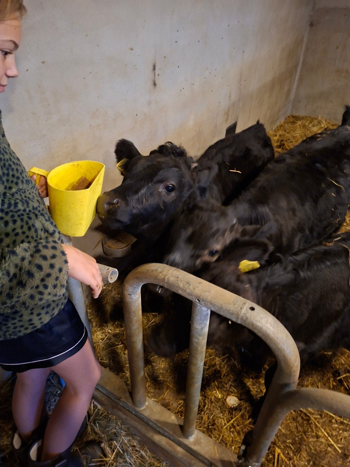 2x 100% stamboek dexter vaarskalf hoog en laagbenig., Vrouwelijk, 0 tot 2 jaar
