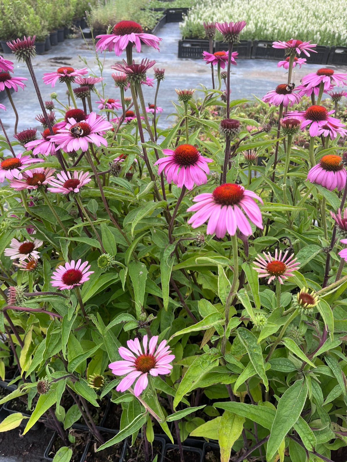 Echinacea purpurea 'Magnus' / Zonnehoed P9 en 2 L pot, Ophalen of Verzenden, Vaste plant