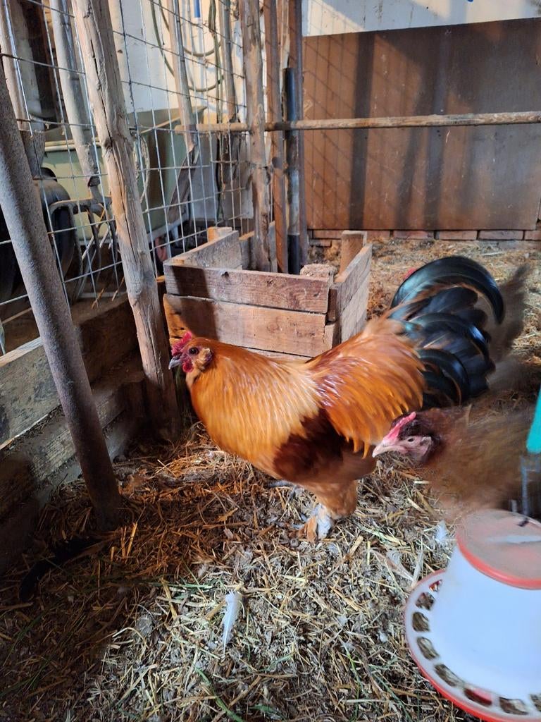Haan, Dieren en Toebehoren, Mannelijk, Kip