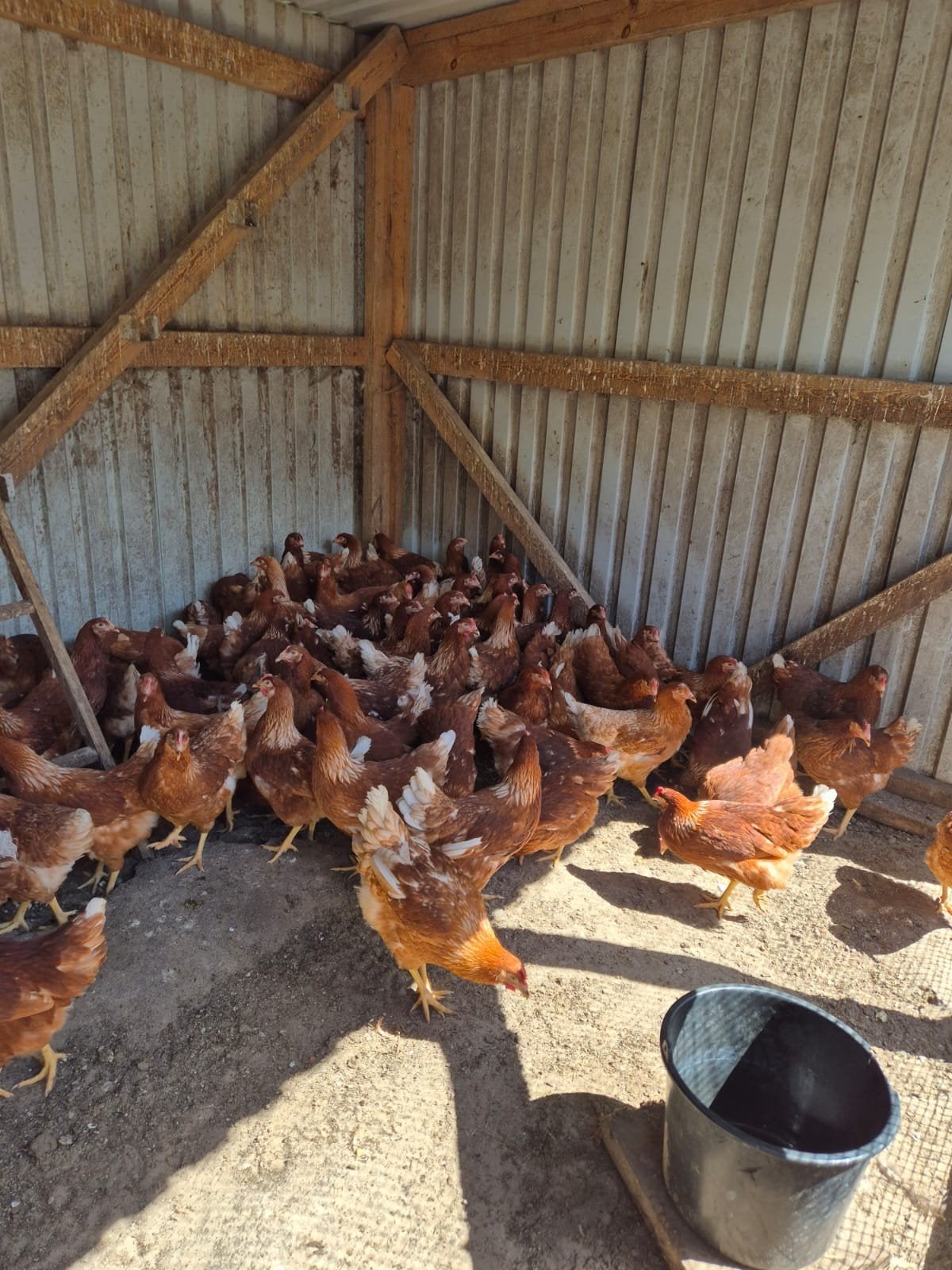 te koop jonge legkippen, Dieren en Toebehoren