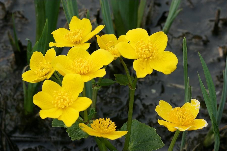 Dotterbloem, Tuin en Terras, Planten | Tuinplanten, Volle zon, Vaste plant, Lente, Ophalen