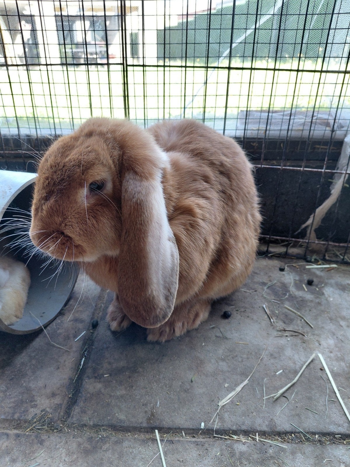 Franse hangoor voedster, Dieren en Toebehoren, Vrouwelijk, Groot, Hangoor
