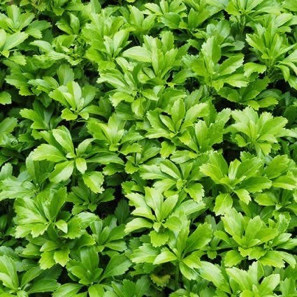 Pachysandra ' terminalis', Ophalen, Bodembedekkers, Vaste plant, Halfschaduw