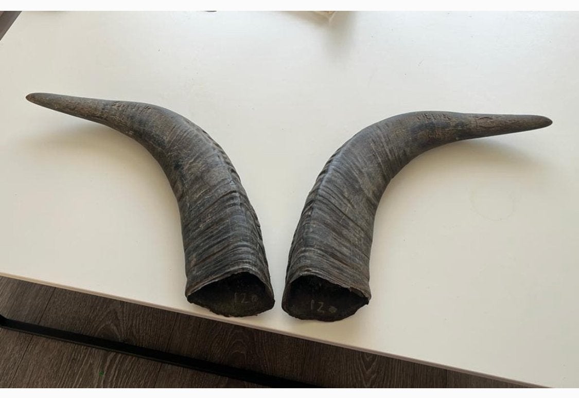 Decoratieve Hoorns - Uniek Set van Twee, Muziek en Instrumenten, Blaasinstrumenten | Hoorns, Verzenden, Gebruikt, Overige typen