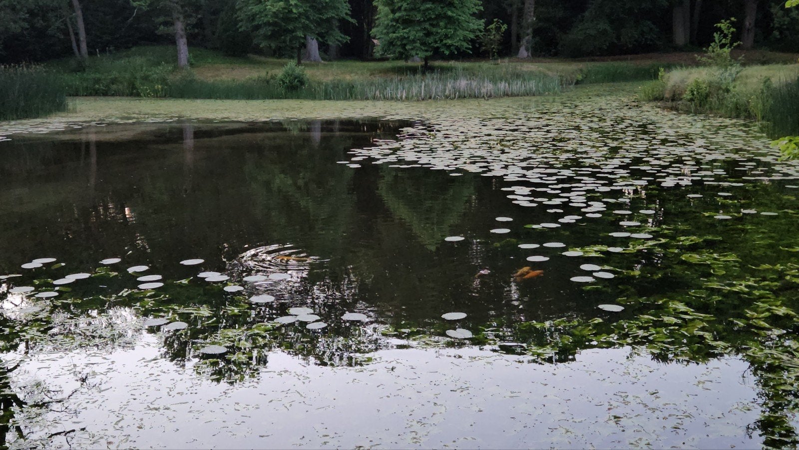 Gezocht: grote JAPANSE KOIKARPERS voor natuurvijver, Dieren en Toebehoren, Vissen | Vijvervissen, Karper of Koi