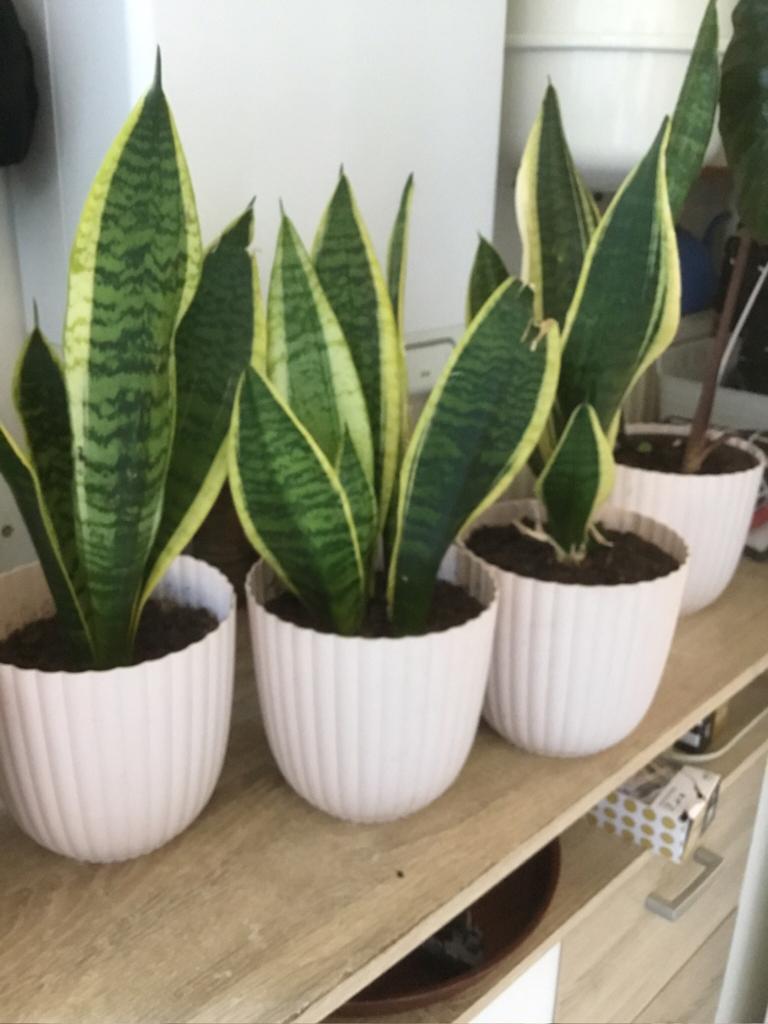 Sanseveria, Huis en Inrichting, Kamerplanten, Ophalen of Verzenden, Halfschaduw, Minder dan 100 cm