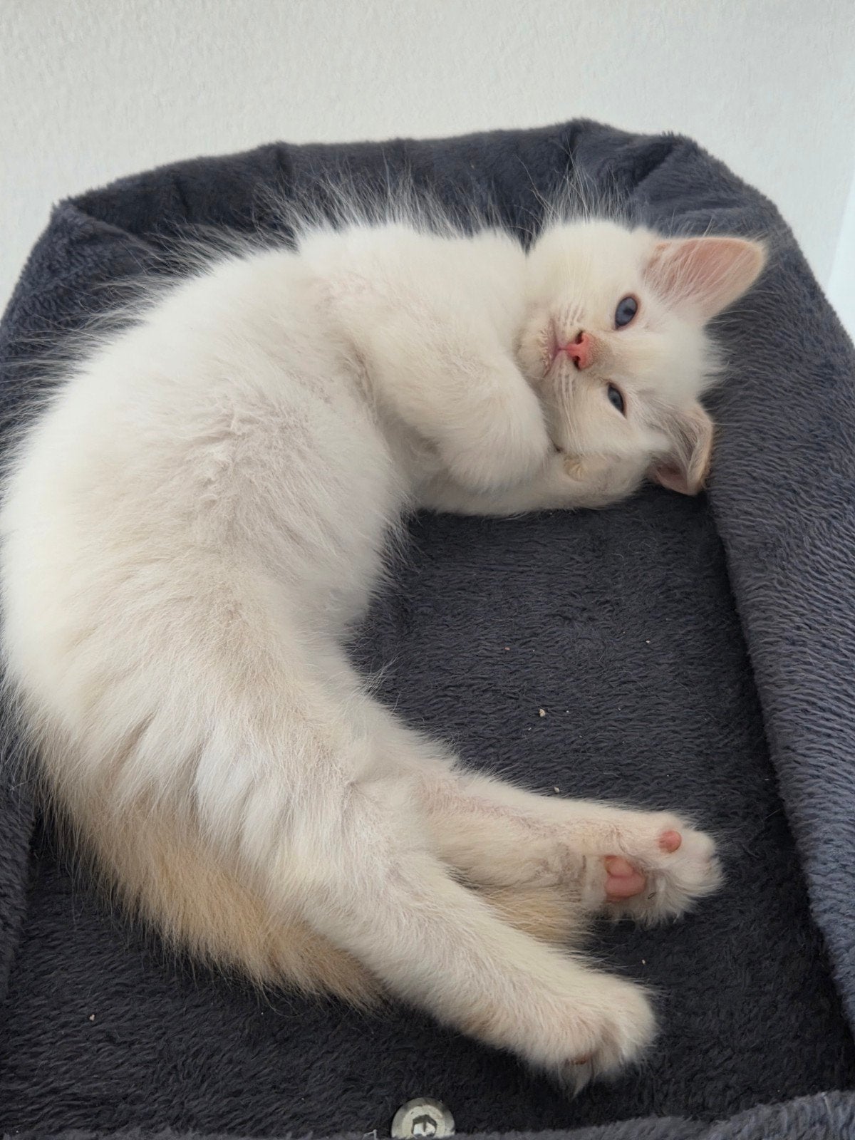 100% Ragdoll kitten ( Paspoort, gechipt en gevaccineerd ), Dieren en Toebehoren, Meerdere dieren, Met stamboom