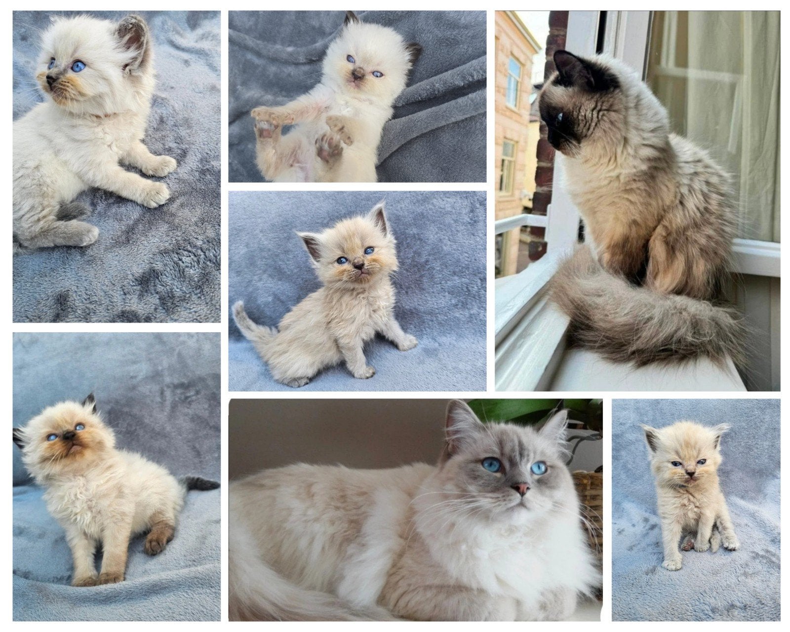 Lieve, prachtige ragdoll kittens, Meerdere dieren