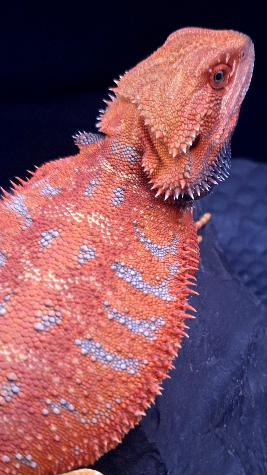 50% Red Monster Extreme Blue Tiger Baardagaam Man (Holdback) Bearded Dragon photo 5