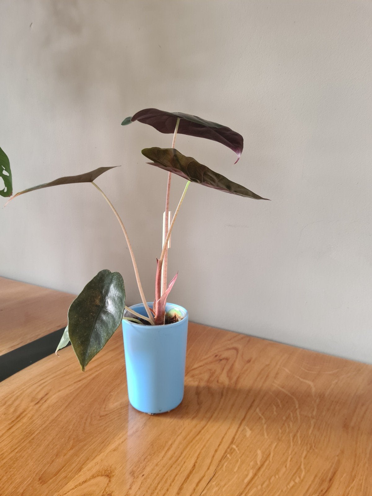 Jonge Alocasia Pink Dragon - Prachtige kamerplant, Ophalen of Verzenden