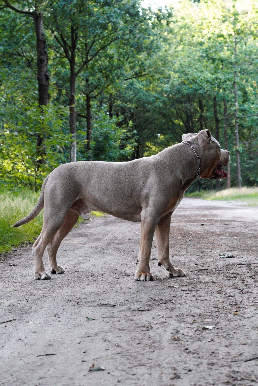 DEKREU - XL American Bully, Reu, 1 tot 2 jaar, Eén hond, CDV (hondenziekte)