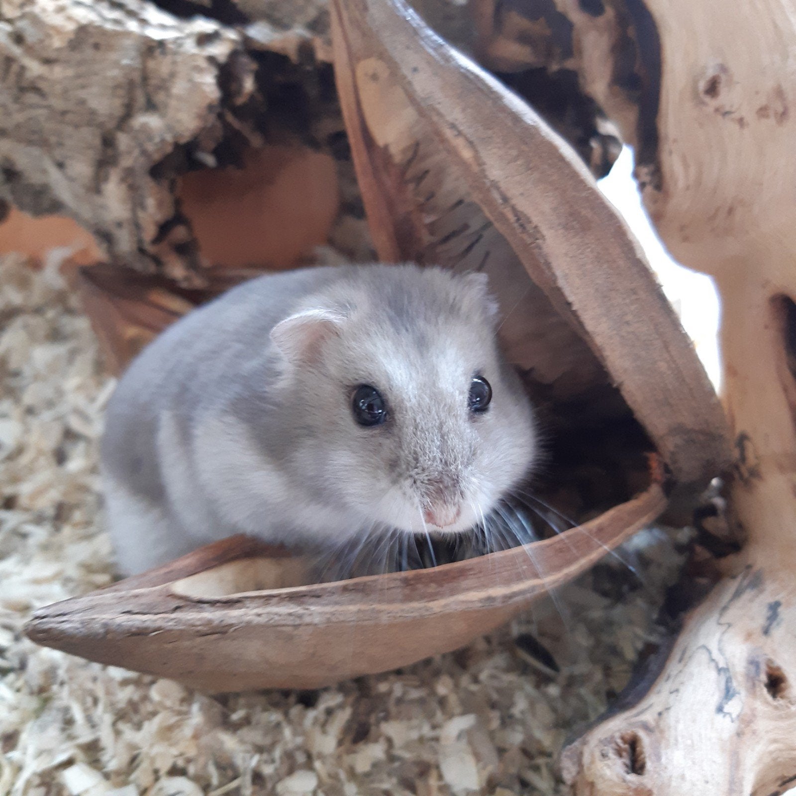 lieve Dwerghamster gezocht, Dieren en Toebehoren, Knaagdieren, Januari, Mannelijk, Hamster