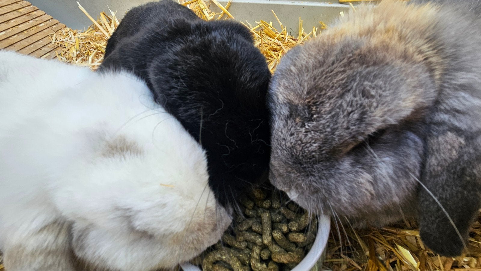 3 gecastreerde konijnen (4-5 jaar) + hok & complete benodigd, Dieren en Toebehoren, Meerdere dieren