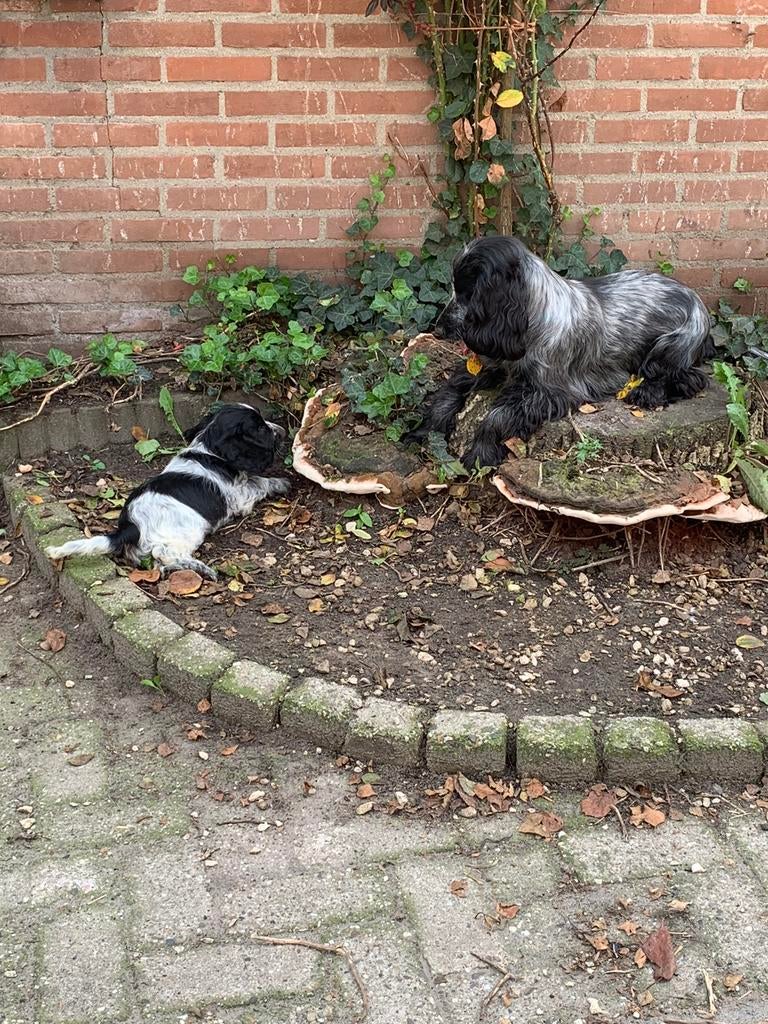 Honden opvang aangeboden