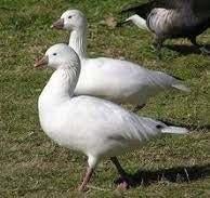 ross gans, Dieren en Toebehoren, Pluimvee, Vrouwelijk, Gans of Zwaan
