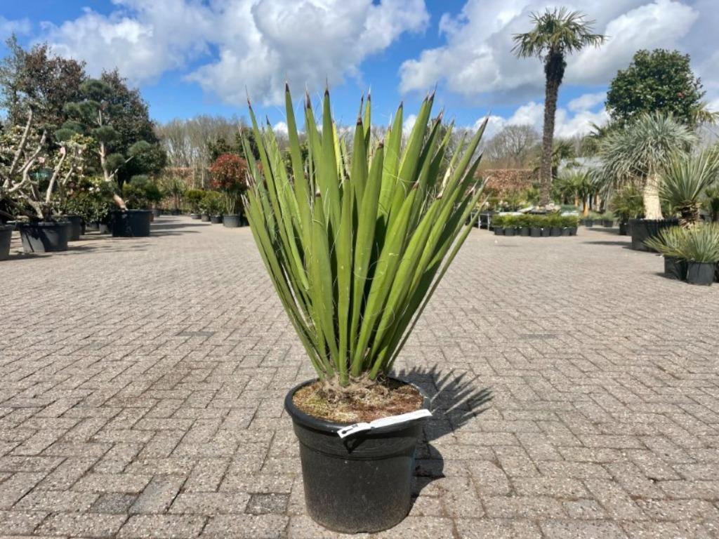 Yucca faxoniana te koop, Overige soorten, Volle zon, Vaste plant, Verzenden