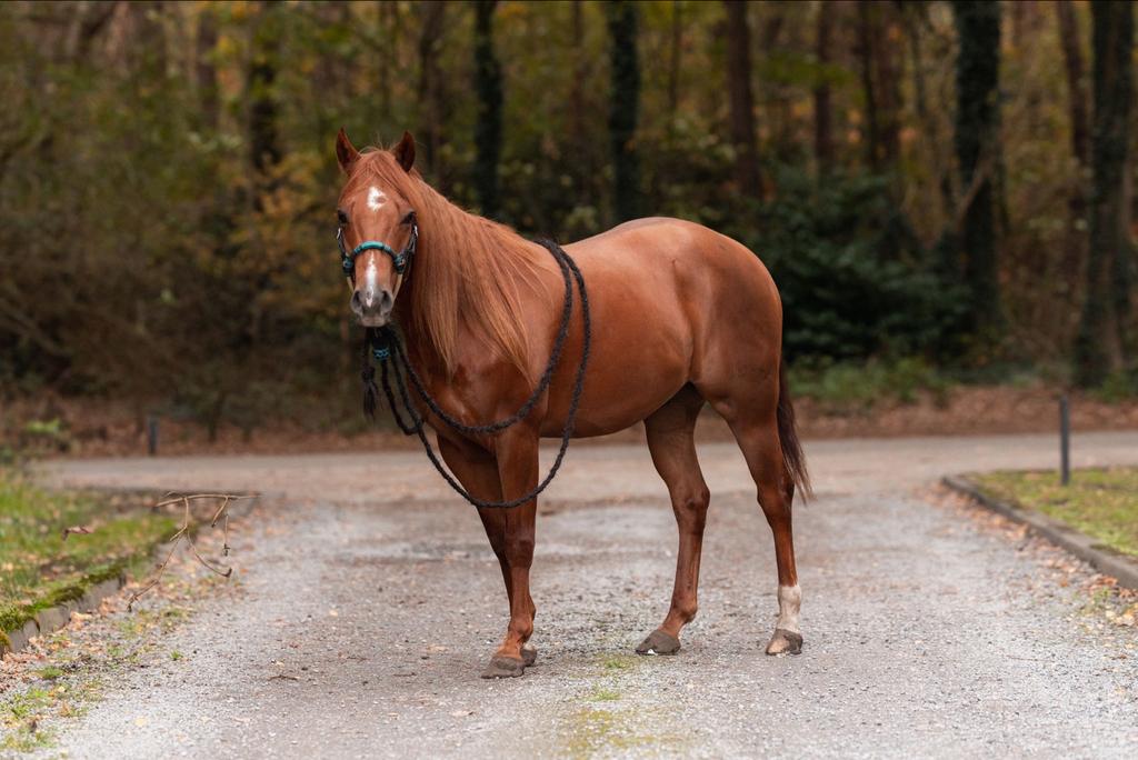 Te koop 4 jarige Quarter horse ruin, Minder dan 160 cm, Met stamboom, Ruin, Niet van toepassing