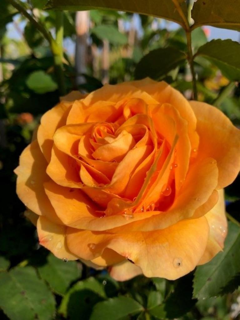 Klimrozen/Leirozen, veel soorten in een grote maat 150-175cm, Tuin en Terras, Planten | Tuinplanten, Ophalen, Volle zon, Vaste plant