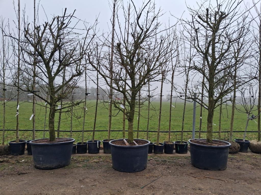 Prunus Domestica 'Opal' - karakteristieke oude Pruimenboom, Tuin en Terras, Ophalen of Verzenden, Lente