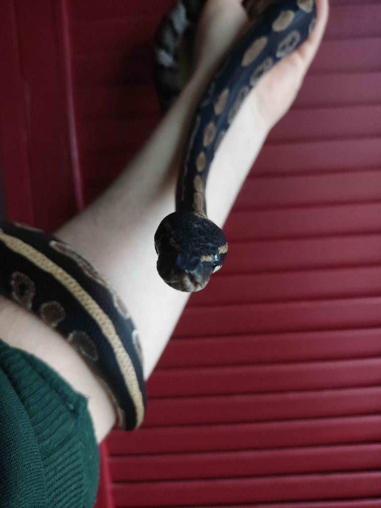 Pascal & terrarium - Pet ball python - Black Head Phantom, Dieren en Toebehoren, Reptielen en Amfibieën, Slang, 3 tot 6 jaar, Tam