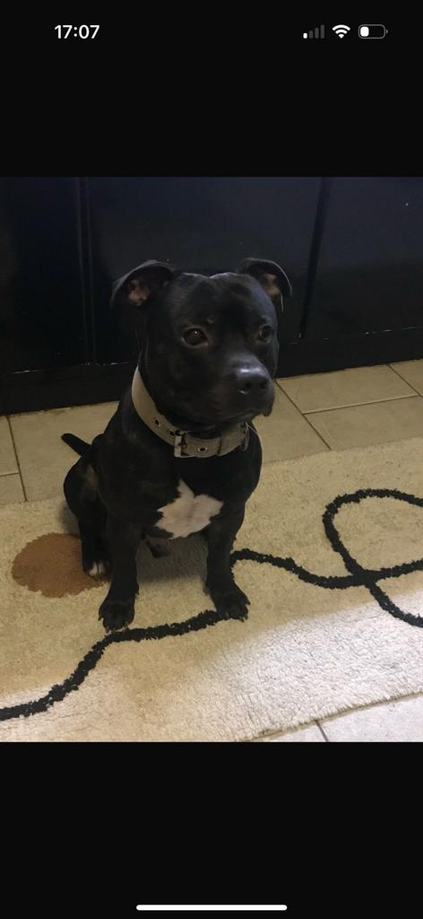 Staffordshire bull terrier dekreu (engelse stafford), Dieren en Toebehoren, Honden | Dekreuen, Parvo, Reu, Eén hond, 3 tot 5 jaar