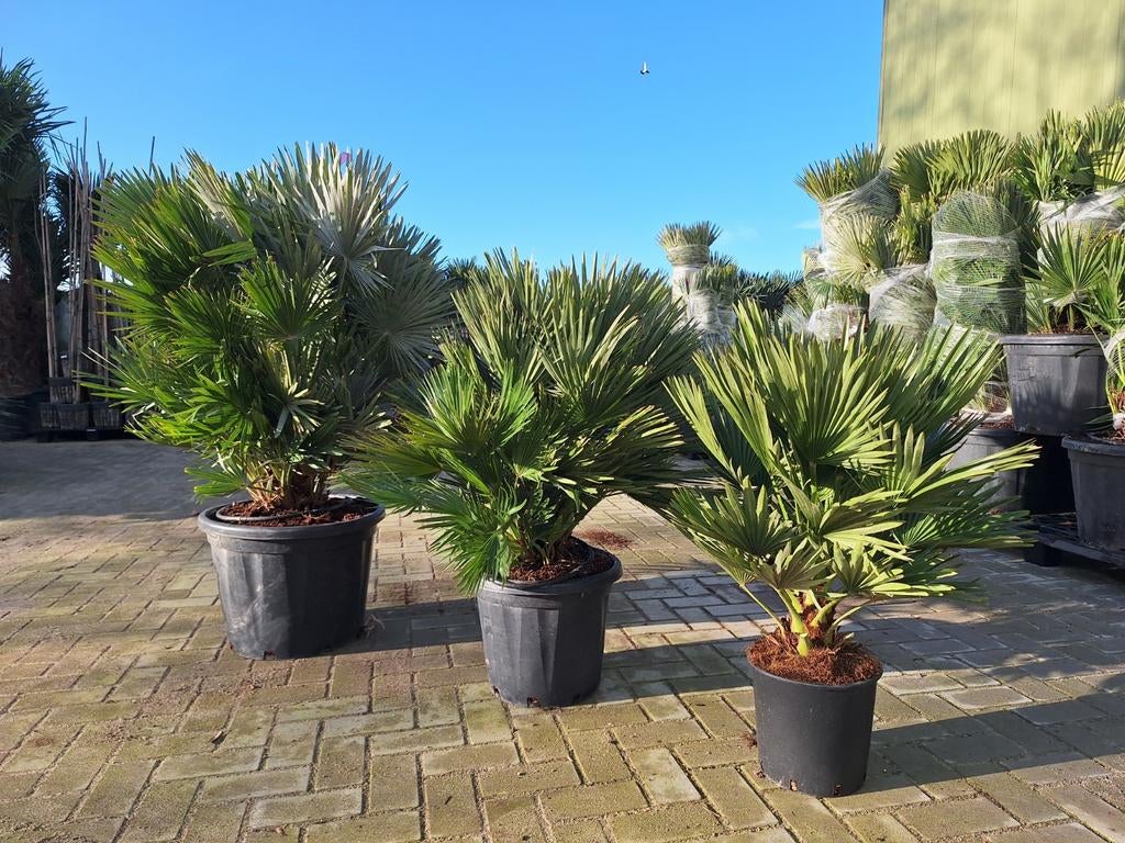 Chamaereops humilis vulcano, dwergpalm, Ophalen, Overige soorten, Halfschaduw