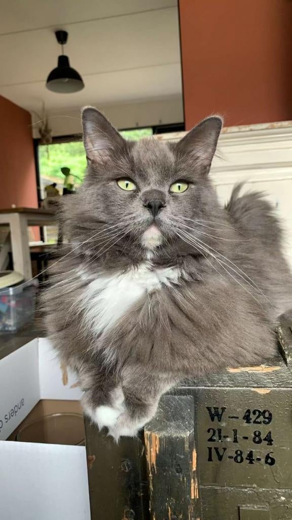Ragdoll dekkater met stamboom