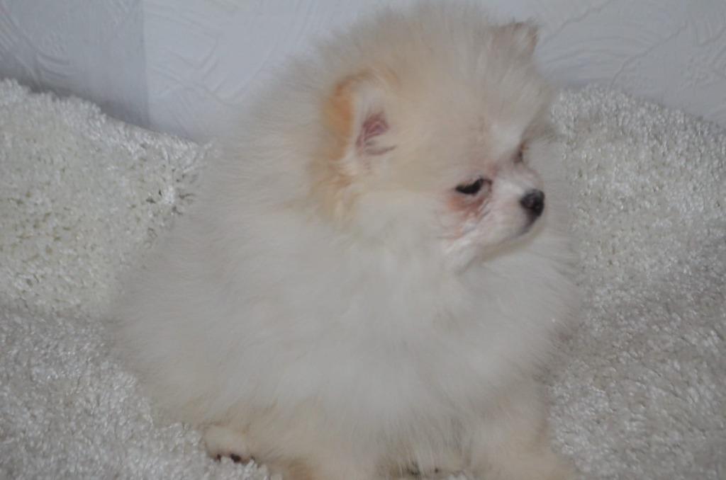 Pomeriaan pup, Dieren en Toebehoren, Honden | Poolhonden, Keeshonden en Oertypen, Keeshond, 8 tot 15 weken, Parvo, Meerdere