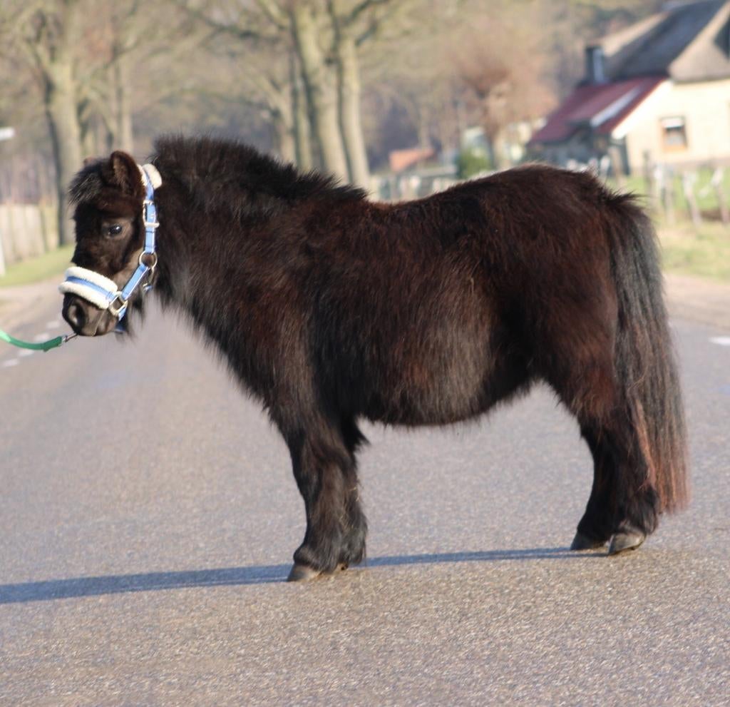 Weide te huur gezocht in de omgeving van haarle, Dieren en Toebehoren, 2 of 3 paarden of pony's, ., ., Weidegang