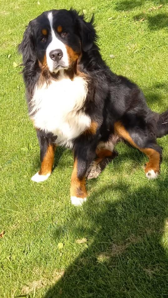 Berner sennen dekreu pups bernersennen hond, Dieren en Toebehoren, Parvo, Eén hond, 3 tot 5 jaar, Nederland