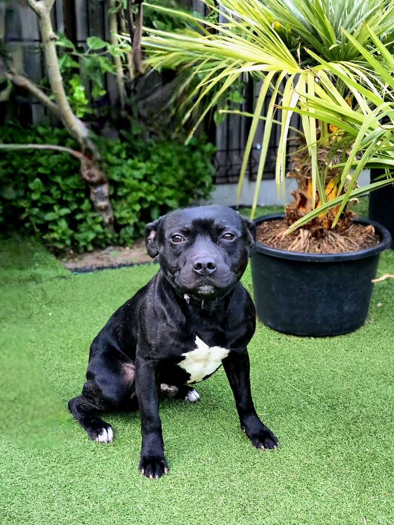 Staffordshire bull terrier dekreu, Dieren en Toebehoren, Parvo, Reu, Meerdere, 3 tot 5 jaar