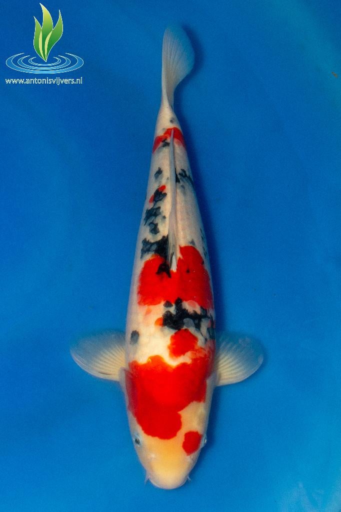 076 Sanke, Karper of Koi