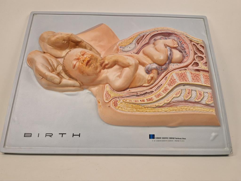 Anatomisch Model - Geboorte, Antiek en Kunst, Ophalen of Verzenden, Natuur en Biologie