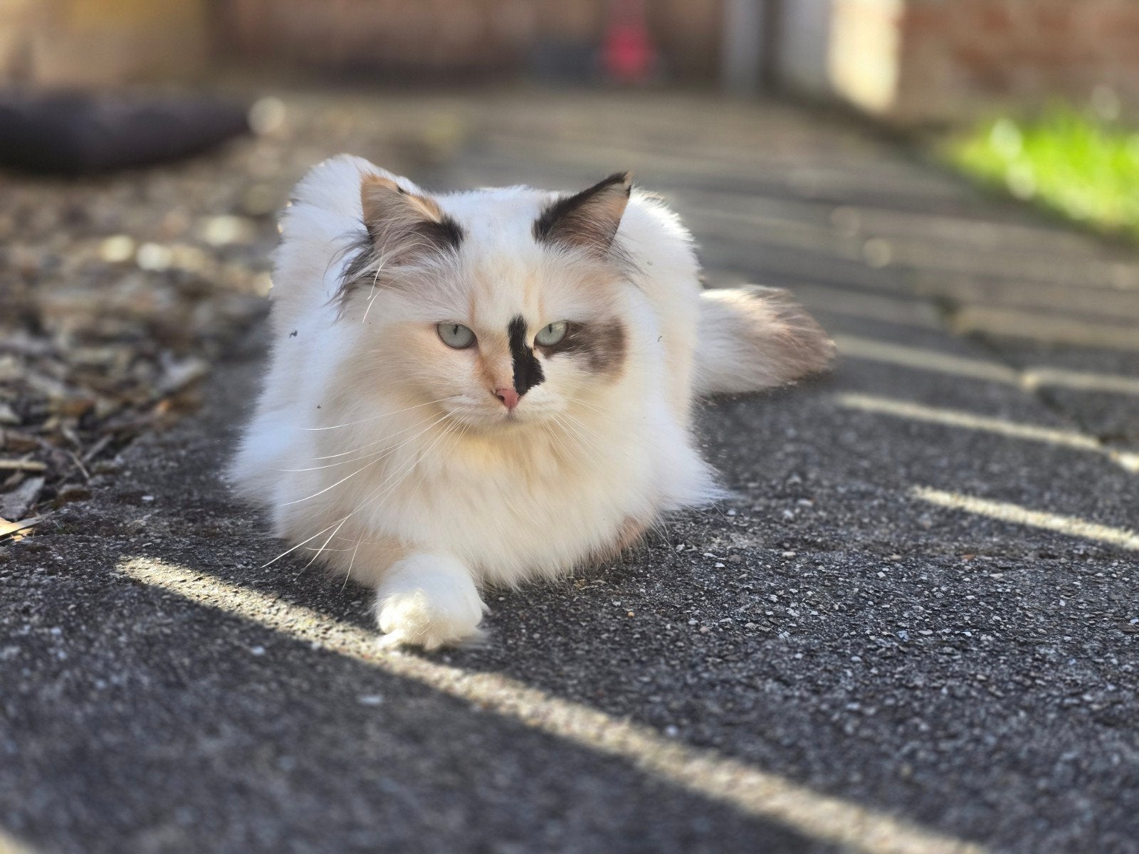 Ragdoll poes 1,5 jaar oud., Dieren en Toebehoren, Poes, Ontwormd, 0 tot 2 jaar