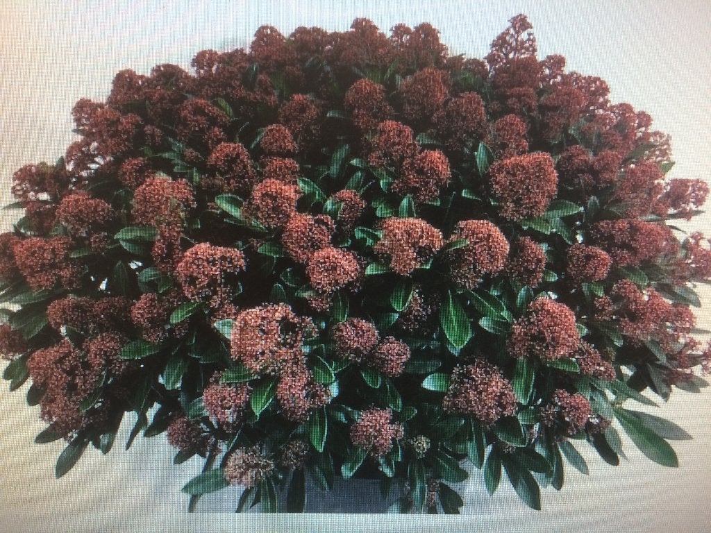 Skimmia jap. Rubella in diverse maten potkweek, Ophalen, Overige soorten, Halfschaduw