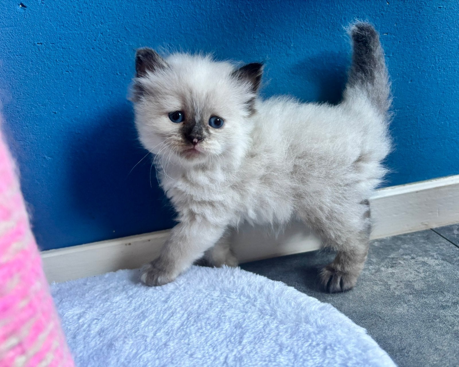 siberische neva masquerade kittens met stamboom en getest, Meerdere dieren, Met stamboom, 0 tot 2 jaar