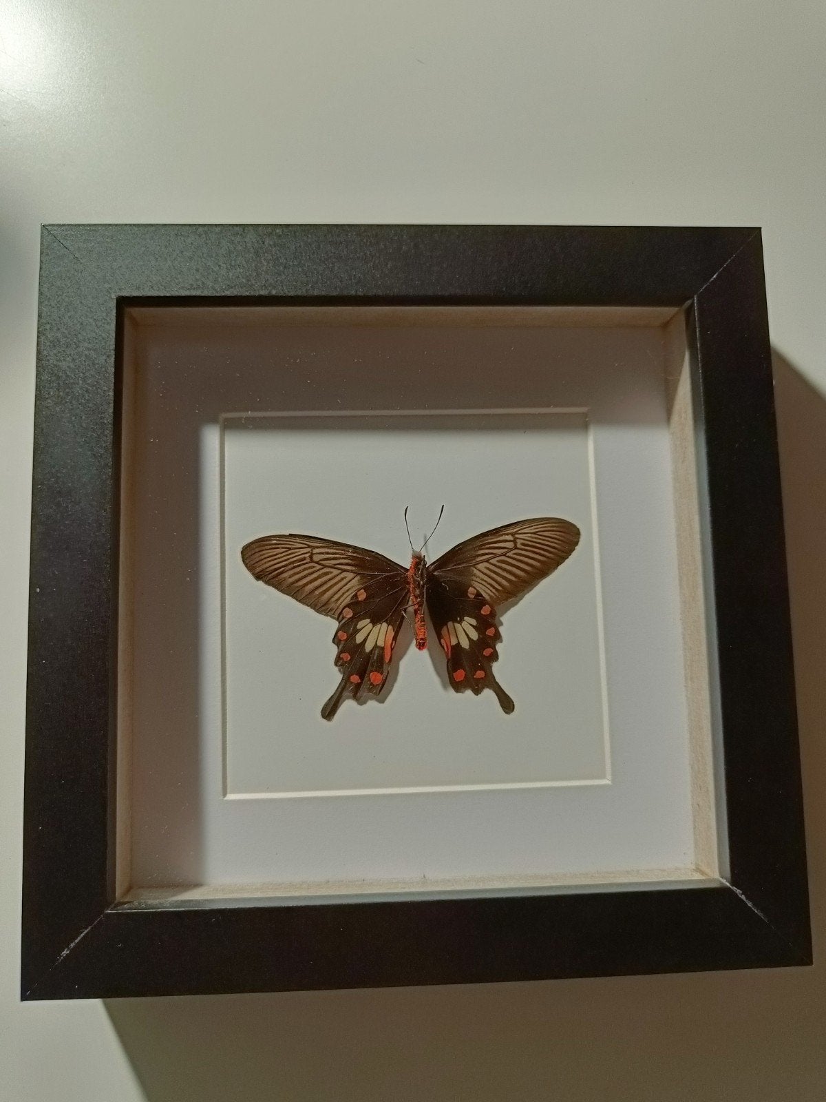Ingelijste vlinder - Decoratieve wanddecoratie, Ophalen of Verzenden, Gebruikt, Zwart, Hout