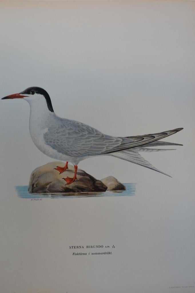 VISDIEFJE STERNA HIRNDO ZOMERKLEED Vogel Mooie Litho VB5, Antiek en Kunst, Kunst | Litho's en Zeefdrukken, Verzenden