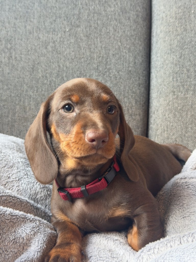 Teckel pups, Standaard, 8 tot 15 weken, Korthaar, CDV (hondenziekte)
